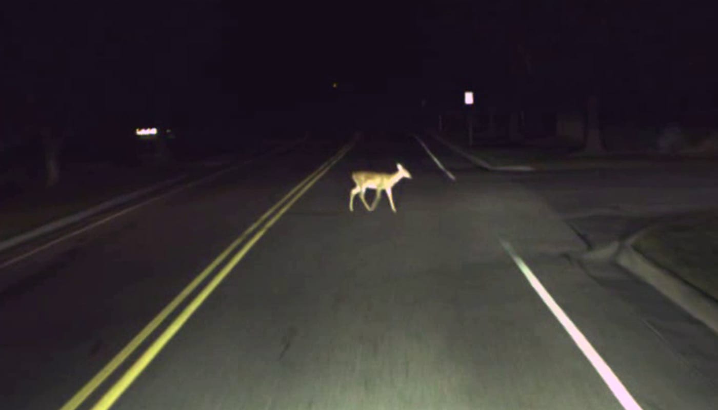 A deer steps in front of the Torc vehicle.